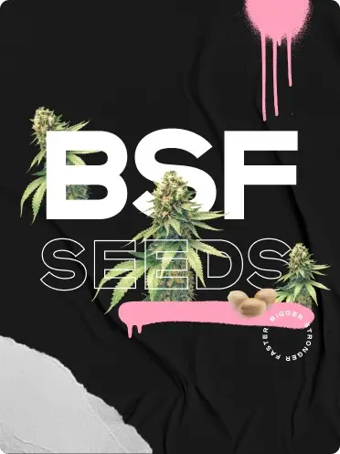 Bsf seeds agencia buffalo