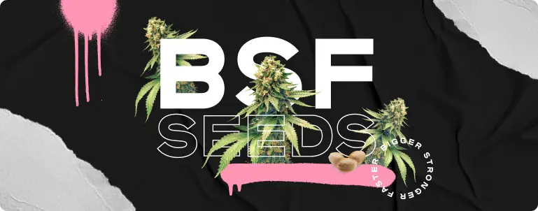 Bsf seeds Agencia Buffalo